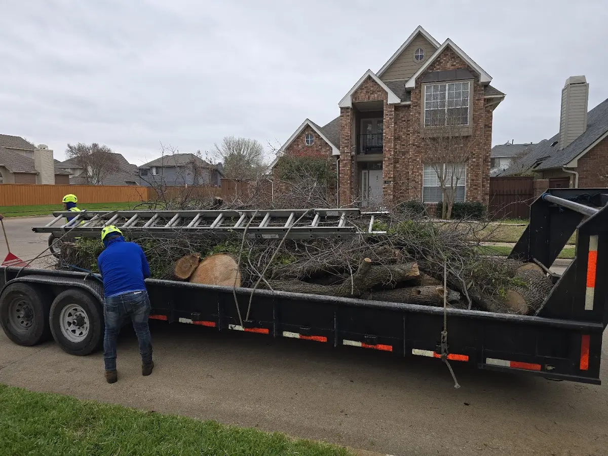 Expert Tree Pest Control with proper safety equipment in Bucklin